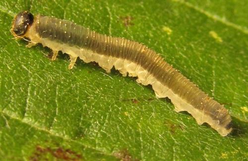 Ametastegia carpini