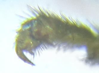Ametastegia carpini