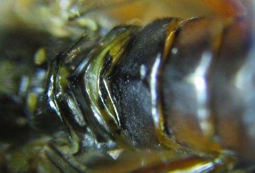 Tenthredopsis sp.
