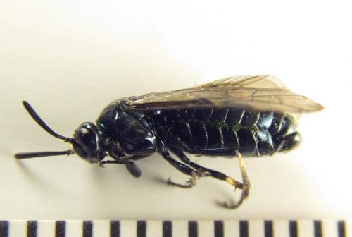 Réf. 255 796 : Arge ciliaris