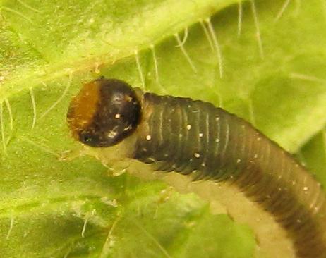 Ametastegia carpini