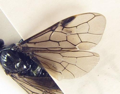 Arge ciliaris