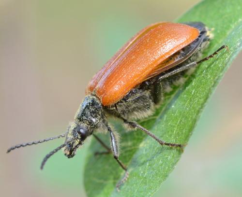 Réf. 255 976 : Omophlus lepturoides