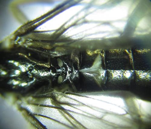 Ametastegia carpini