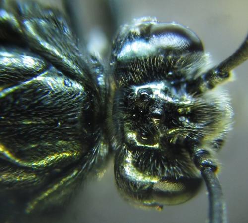 Réf. 255 798 : Arge ciliaris