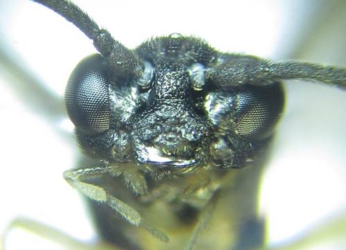 Ametastegia carpini