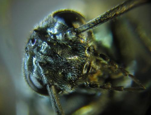 Réf. 255 799 : Arge ciliaris