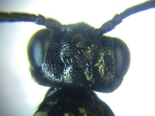 Ametastegia carpini