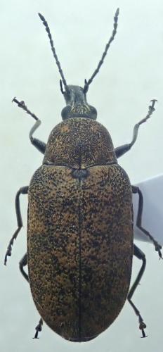 Mycterus curculioides