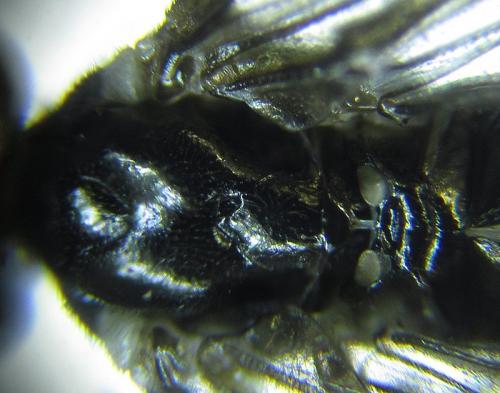 Ametastegia carpini