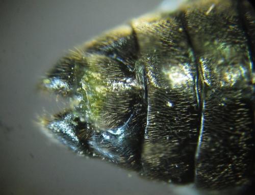 Réf. 255 801 : Arge ciliaris