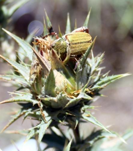 Glaphyrus micans