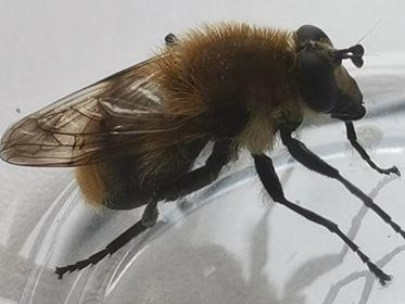 Criorhina floccosa