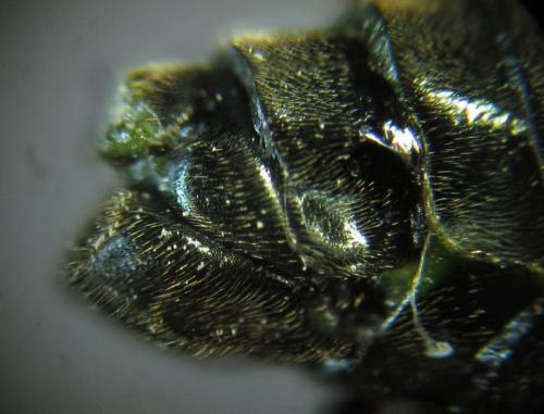 Arge ciliaris
