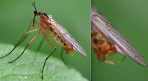 Réf. 255 439 : Empis trigramma