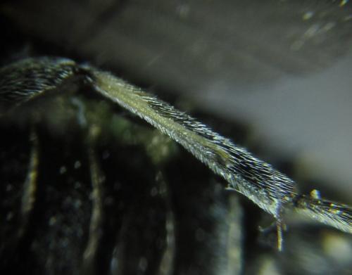 Arge ciliaris