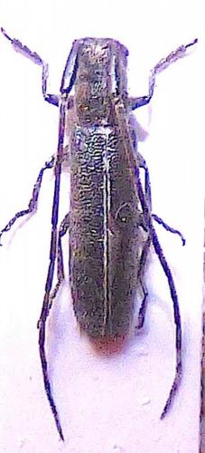 Agapanthia cardui