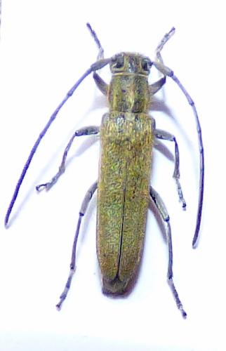 Opsilia coerulescens