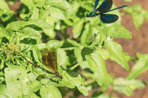 Réf. 255 915 : Calopteryx virgo