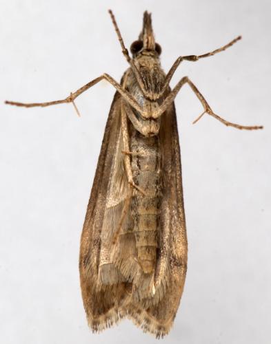 Réf. 255 662 : Eudonia angustea