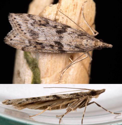 Eudonia angustea