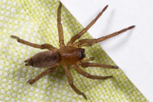 Réf. 255 666 : Drassodes sp.
