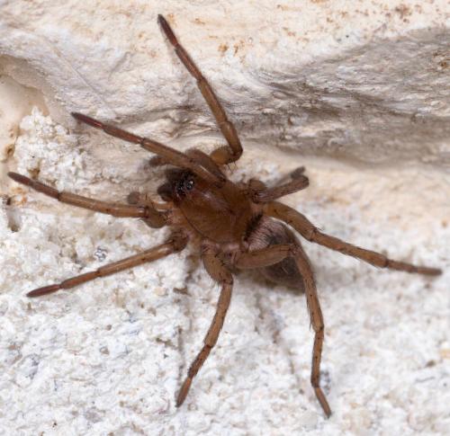 Réf. 255 667 : Drassodes sp.
