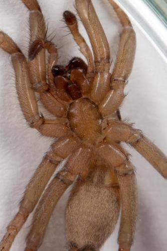 Drassodes sp.