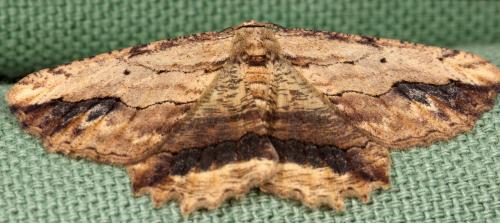 Menophra abruptaria