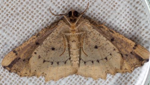 Menophra abruptaria
