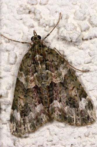 Réf. 255 810 : Chloroclysta siterata