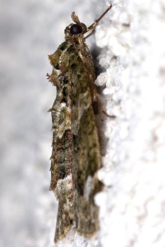 Réf. 255 811 : Chloroclysta siterata