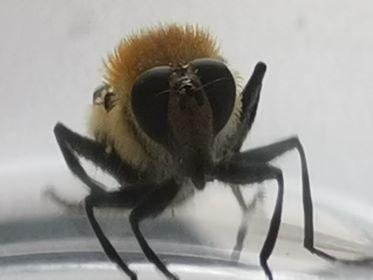 Criorhina floccosa