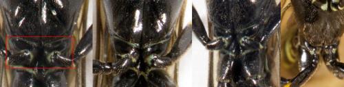 Réf. 255 469 : Cephinae inconnu