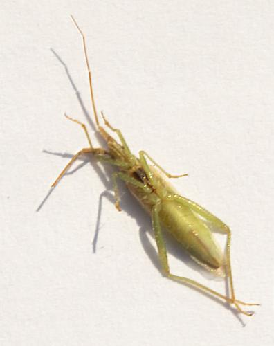 Stenodema laevigata