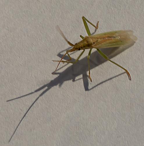 Stenodema laevigata