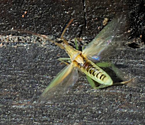 Stenodema laevigata