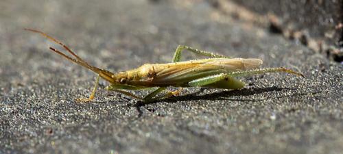 Stenodema laevigata