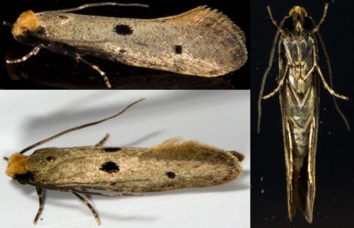 Réf. 255 018 : Tinea trinotella