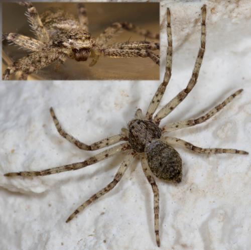 Réf. 255 147 : Philodromus buxi