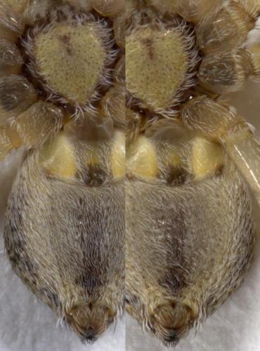 Réf. 255 279 : Philodromus buxi