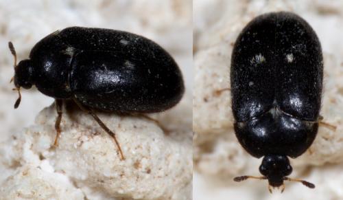 Réf. 255 542 : Attagenus pellio