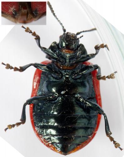 Réf. 255 788 : Chrysomela populi