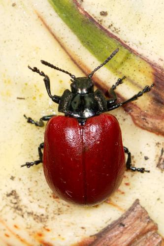 Réf. 255 787 : Chrysomela populi