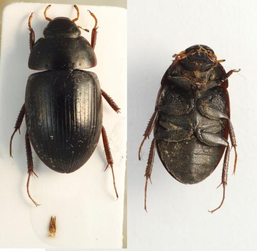 Réf. 255 709 : Hydrobius fuscipes