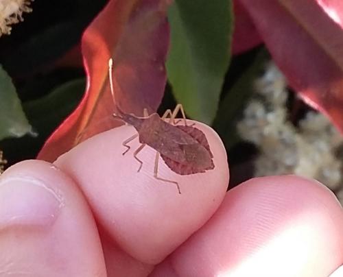 Réf. 255 760 : Haploprocta sulcicornis