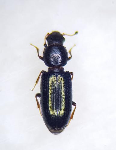 Rhizophagus aeneus