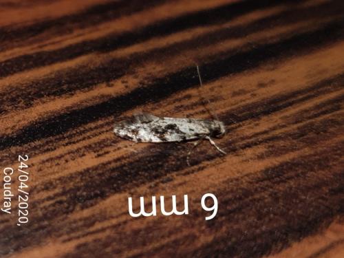 Réf. 255 031 : Nemapogon sp.
