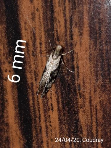 Nemapogon sp.