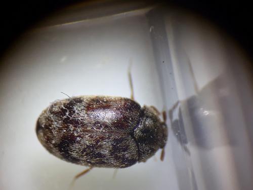 Réf. 255 510 : Anthrenocerus australis